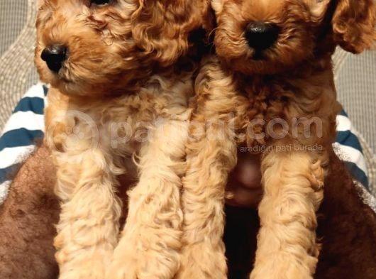 A Kalite Toy Poodle Bebekler görsel
