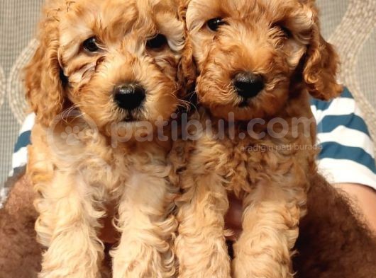 A Kalite Toy Poodle Bebekler