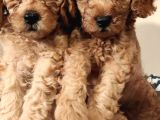 A Kalite Toy Poodle Bebekler