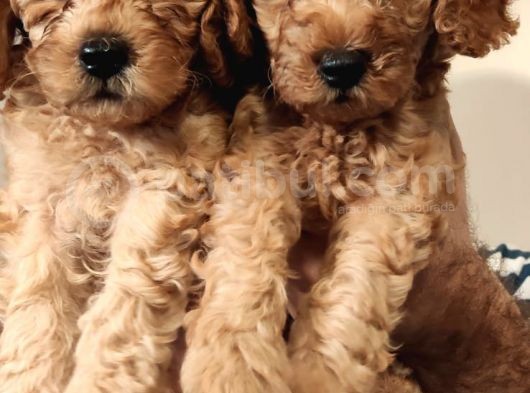 A Kalite Toy Poodle Bebekler görsel