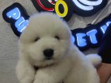 Ayı Suratlı Samoyed Bebekler