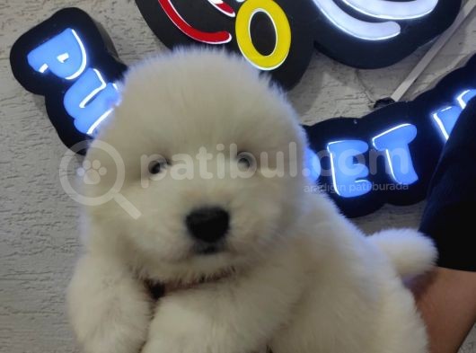 Ayı Suratlı Samoyed Bebekler görsel