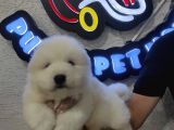 Ayı Suratlı Samoyed Bebekler