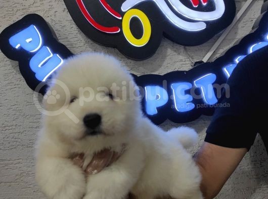 Ayı Suratlı Samoyed Bebekler görsel