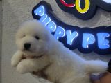 Ayı Suratlı Samoyed Bebekler