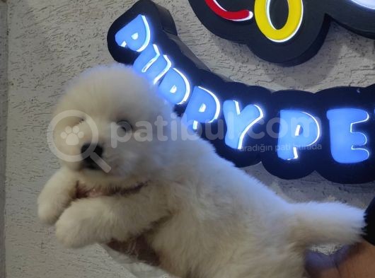Ayı Suratlı Samoyed Bebekler görsel