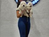 Ayı Suratlı Samoyed Bebekler