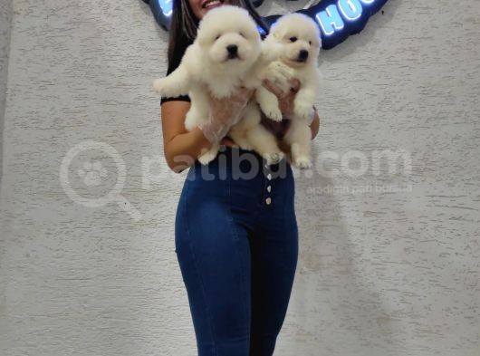 Ayı Suratlı Samoyed Bebekler görsel
