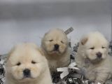 A Kali̇te Chow Chow Bebekler