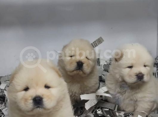 A Kali̇te Chow Chow Bebekler