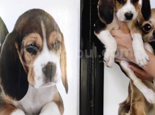 Mino Boy Beagle Bebek görsel