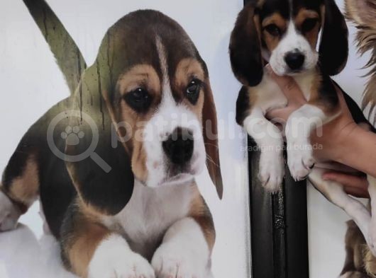 Mino Boy Beagle Bebek görsel