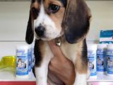 Mino Boy Beagle Bebek