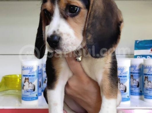 Mino Boy Beagle Bebek
