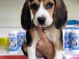 Mino Boy Beagle Bebek