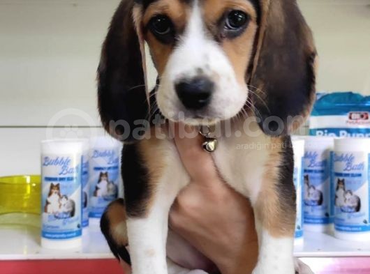 Mino Boy Beagle Bebek görsel