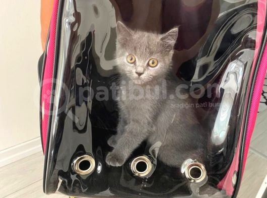 2.5 Aylık Mişa Yeni Yuvasını Arıyor görsel