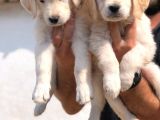Baby Face Golden Retriever Bebekler