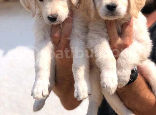 Baby Face Golden Retriever Bebekler görsel