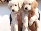 Baby Face Golden Retriever Bebekler