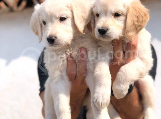 Baby Face Golden Retriever Bebekler
