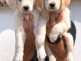 Baby Face Golden Retriever Bebekler