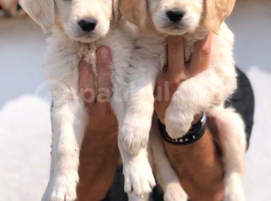 Baby Face Golden Retriever Bebekler görsel