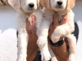Baby Face Golden Retriever Bebekler
