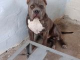 Dost Canlısı American Bully