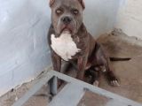 Dost Canlısı American Bully