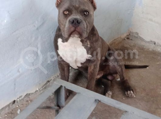 Dost Canlısı American Bully görsel