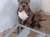 Dost Canlısı American Bully