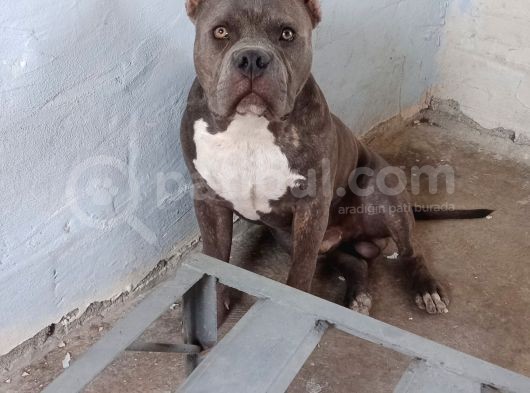 Dost Canlısı American Bully görsel