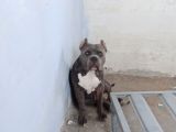 Dost Canlısı American Bully