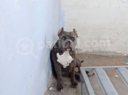 Dost Canlısı American Bully görsel