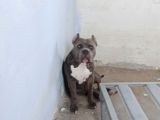 Dost Canlısı American Bully