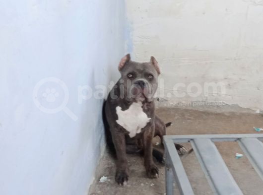Dost Canlısı American Bully görsel