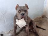 Dost Canlısı American Bully