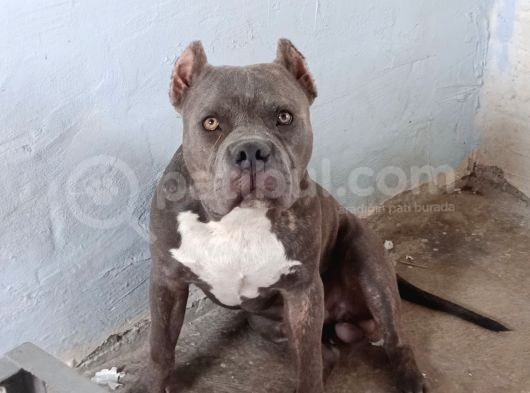 Dost Canlısı American Bully görsel