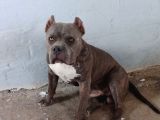Dost Canlısı American Bully