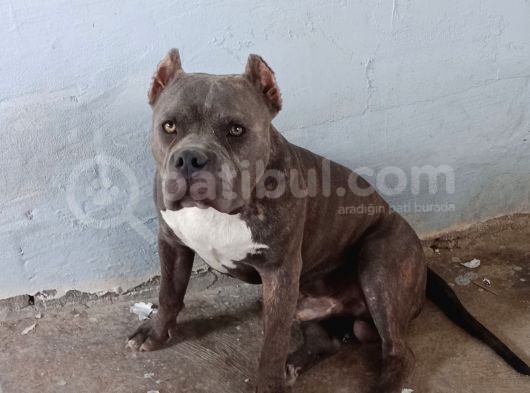 Dost Canlısı American Bully