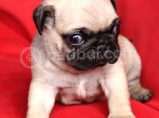 Mi̇no Boy Pug Bebekler görsel