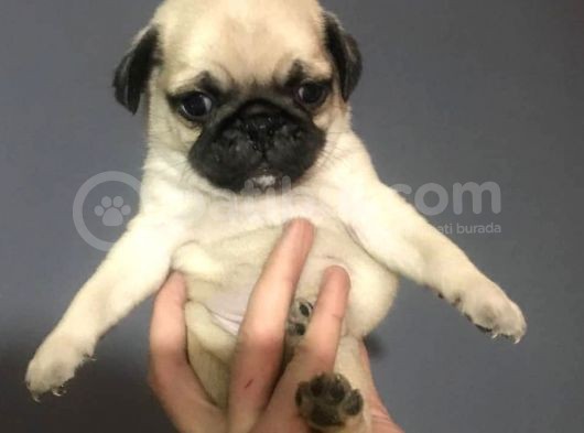Mi̇no Boy Pug Bebekler görsel
