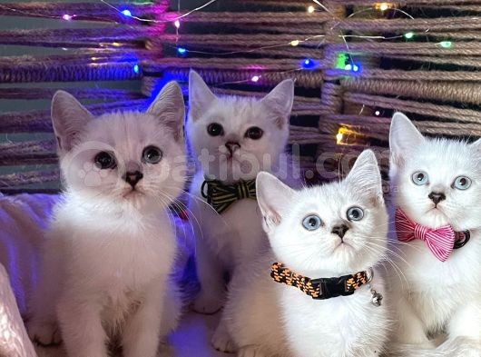 Yavrularımız Yeni Yuvalarını Arıyor