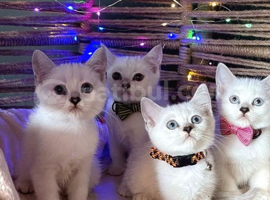 Yavrularımız Yeni Yuvalarını Arıyor görsel