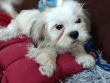 5 Aylık Shih Tzu Uygun Fiyat
