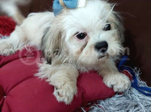 5 Aylık Shih Tzu Uygun Fiyat