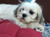 5 Aylık Shih Tzu Uygun Fiyat
