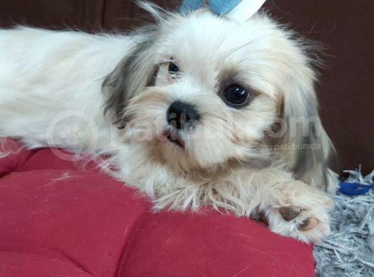 5 Aylık Shih Tzu Uygun Fiyat görsel