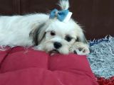5 Aylık Shih Tzu Uygun Fiyat